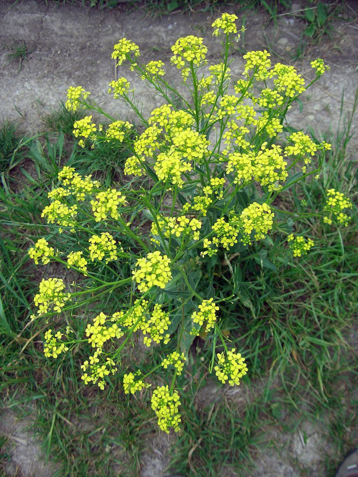 들갓 - Sinapis arvensis L. var. arvensis