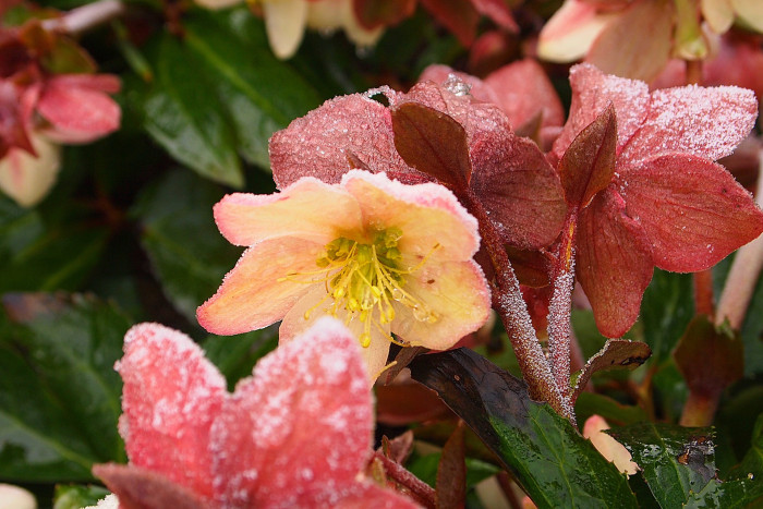 렌텐로즈 - lenten rose, Helleborus orientalis