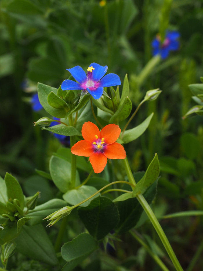 뚜껑별꽃 - Scarlet Pimpernel, Red Pimpernel, Red Chickweed, Anagallis arvensis L.