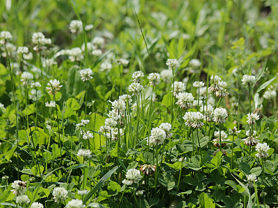 토끼풀 사진 - Trifolium repens L. Photos