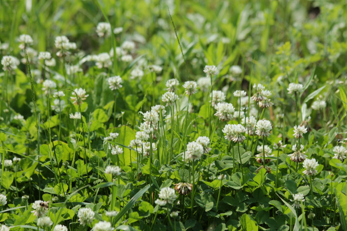 토끼풀 - clover, Trifolium repens L.