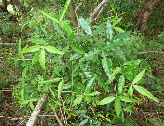 베리스 라네솔레타 - White ironwood, Vepris lanceolata