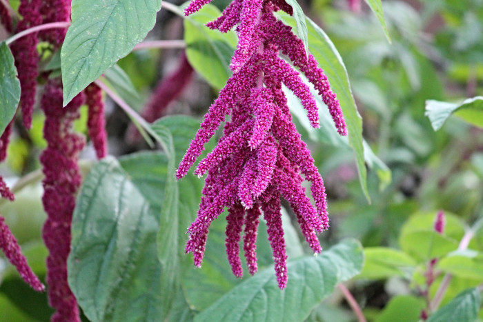 줄맨드라미 - love-lies-bleeding, Amaranthus caudatus L.