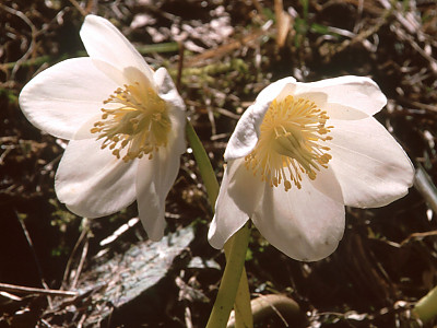 크리스마스로즈 사진 - Helleborus niger L. Photos