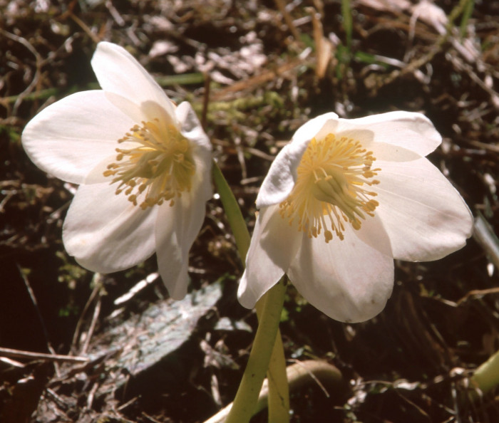 크리스마스로즈 - Christmas rose, Black hellebore, Helleborus niger L.