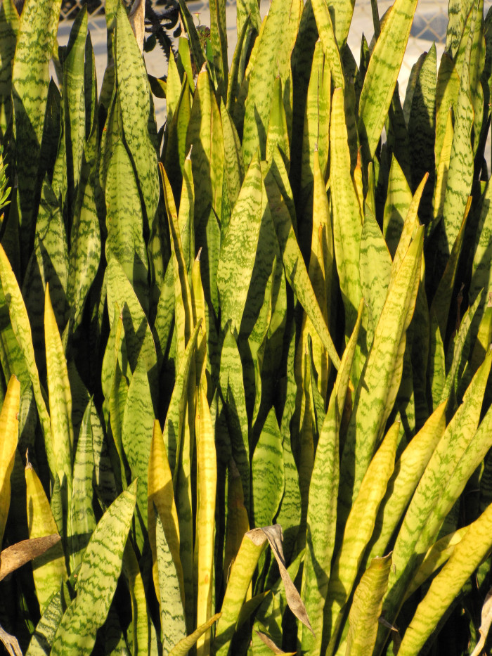 산세베리아 - Variegated snake plant, Sansevieria trifasciata