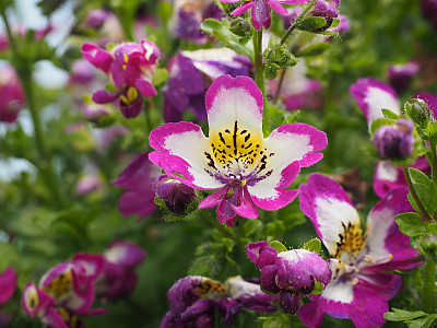 스키잔서스 사진 - Schizanthus pinnatus Photos