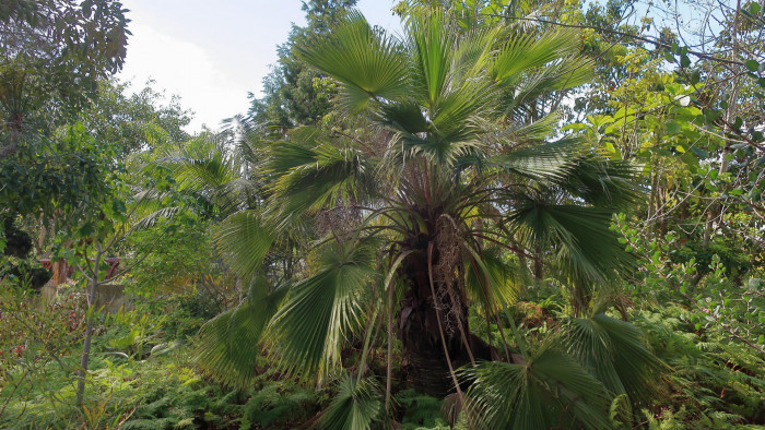 과달 루페 야자 - Guadalupe Palm, Palma de Guadalupe, Brahea edulis