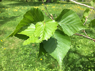 사스래나무 사진 - Betula ermanii Cham. Photos