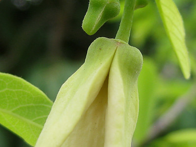 슈가애플 사진 - Annona Squamosa Photos