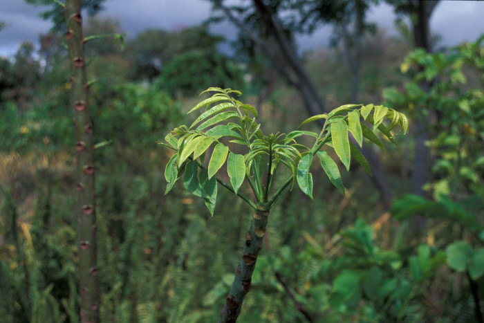 암바렐라 - Ambarella, Dwarf Golden Plum, Makok faring, Spondias Dulcis