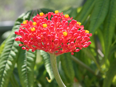 야트로파 물티피다 사진 - Jatropha multifida Photos