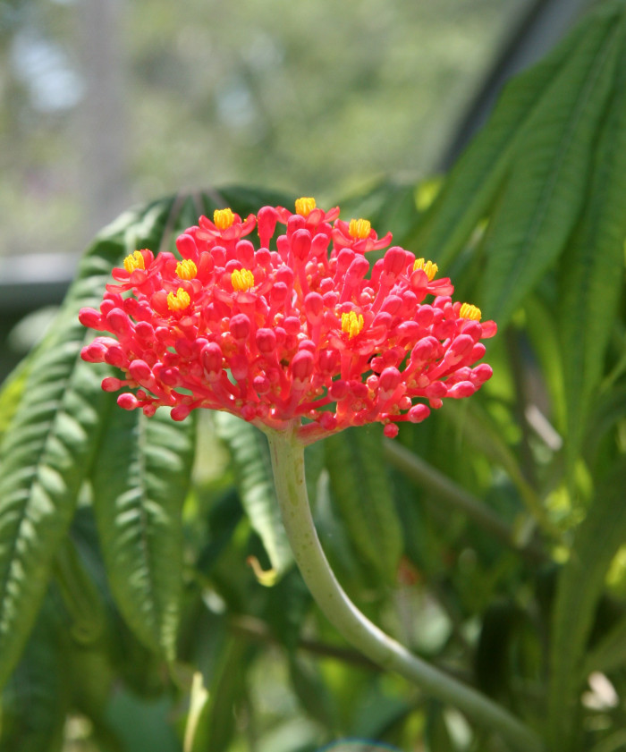 야트로파 물티피다 - Coral Plant, Jatropha multifida