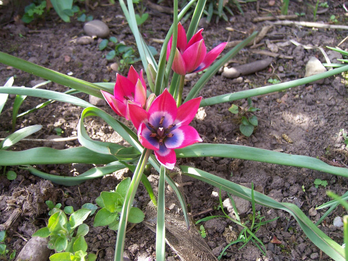 튤립 - Tulip, Tulipa gesneriana
