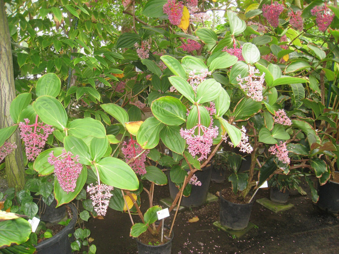 메디닐라 - Rose grape, Pink lantern, Medinilla Magnifica