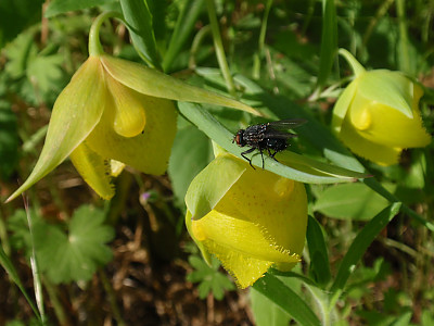 Calochortus pulchellus 사진 - Calochortus pulchellus Photos