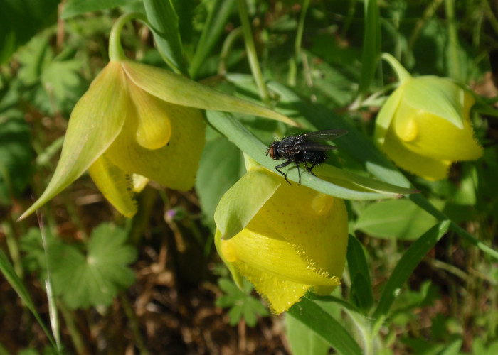 Calochortus pulchellus - Globe Lily, Calochortus pulchellus