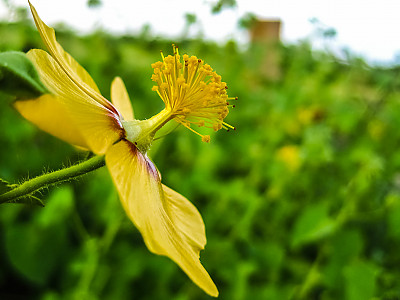 아부틸론 인디쿰 사진 - Abutilon indicum (L.) Sweet Photos