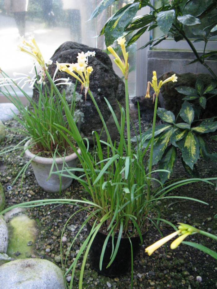 키르탄서스 - Ifafa Lily, Cyrtanthus mackenii