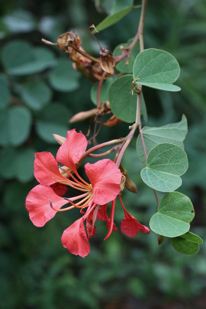 붉은난초나무 - Pride of De Kaap, Orchid Tree, Red Bauhinia, Nasturtium Bauhinia, African Plume, Red Orchid Bush, Bauhinia Galpinii