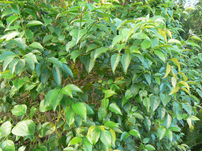 할레리아 루시다 - Tree fuchsia, UmBinza, Notsung, Halleria lucida L.