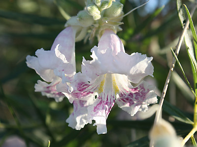 사막 버드나무 사진 - Chilopsis linearis (Cav.) Sweet Photos