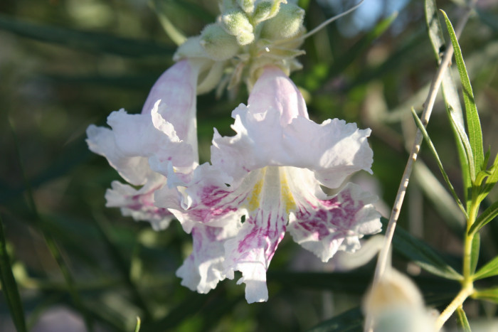 사막 버드나무 - Desert willow, Chilopsis linearis (Cav.) Sweet