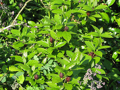 자주받침꽃 사진 - Calycanthus fertilis Photos