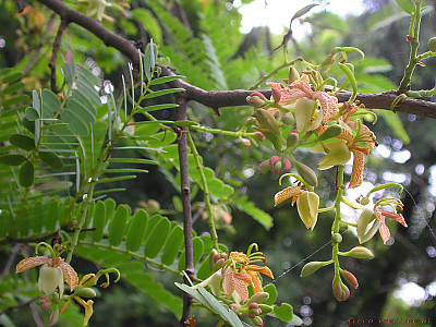 타마린드 사진 - Tamarindus indica Photos