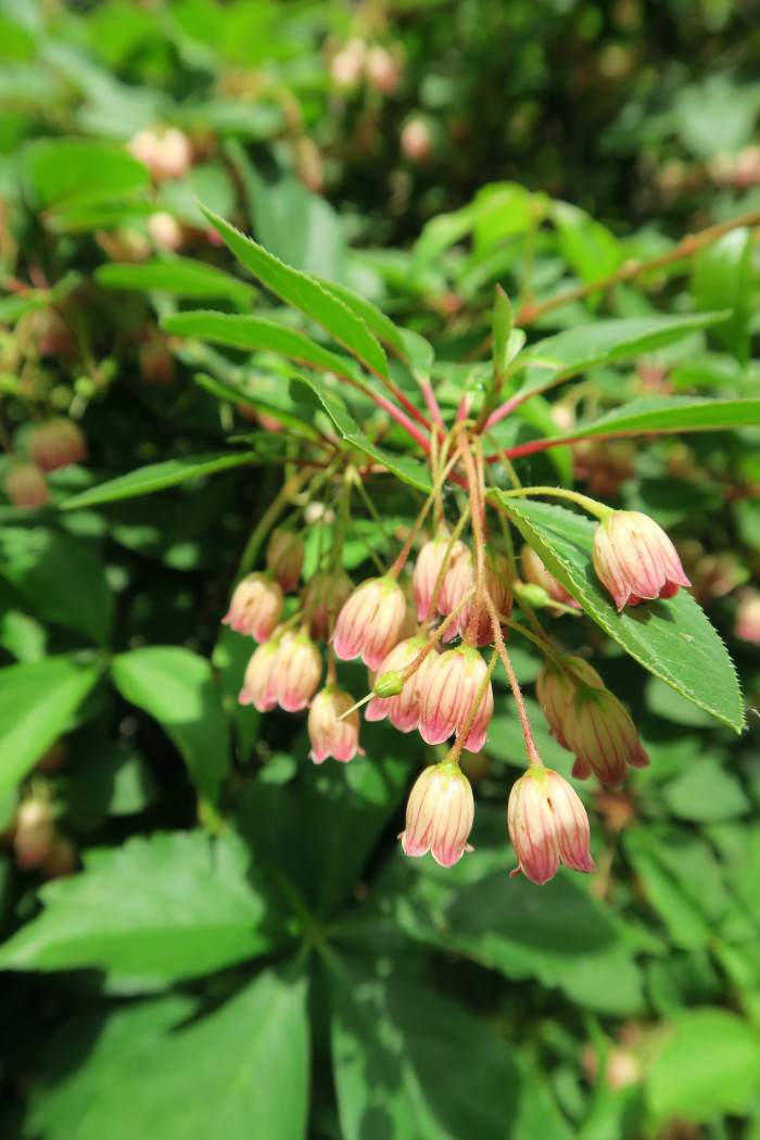 등대꽃 - Enkianthus campanulatus 