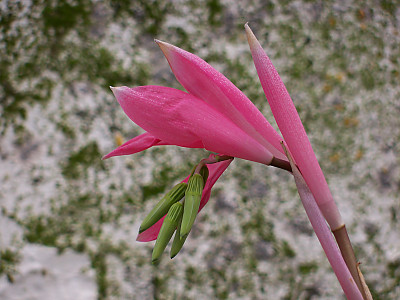 여왕의눈물 사진 - Billbergia nutans H.Wendl. Photos