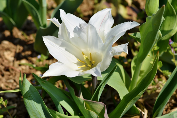 튤립 - Tulip, Tulipa gesneriana
