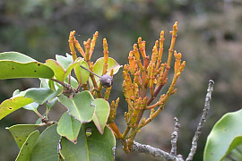 동백나무겨우살이 - Korthalsella japonica (Thunb.) Engl.