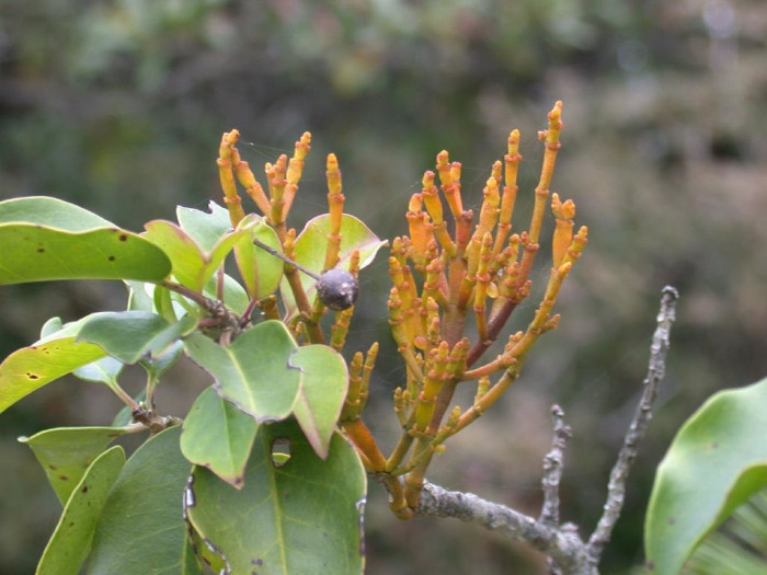 동백나무겨우살이 - Camellia Mistletoe, Korthalsella japonica (Thunb.) Engl.