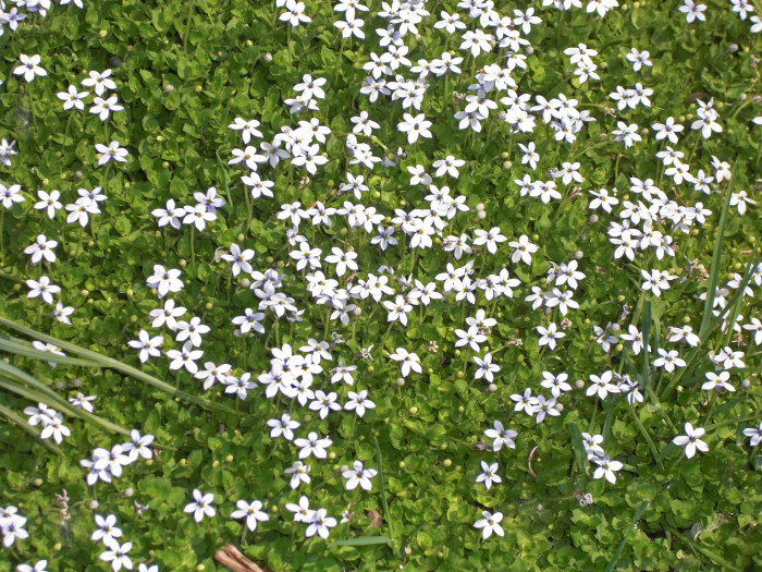 애기별꽃 - Pratia pedunculata Benth.