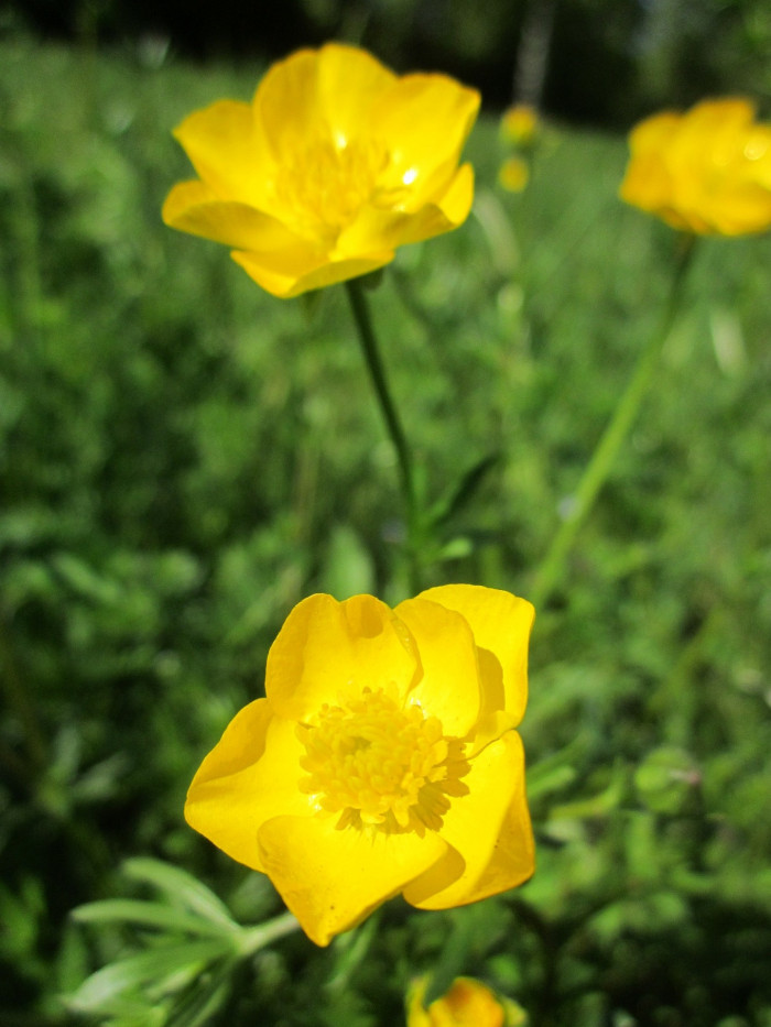 산미나리아재비 - Ranunculus acris L.