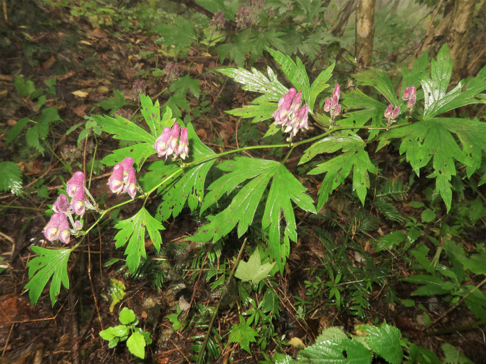 투구꽃 - Aconitum jaluense Kom. subsp. jaluense