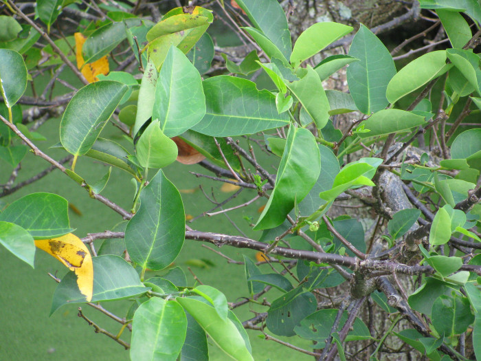 악어사과 - Pond apple, Alligator apple, Swamp apple, Corkwood, Bobwood, Annona glabra L.