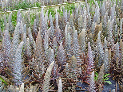바위솔 사진 - Orostachys japonica Photos