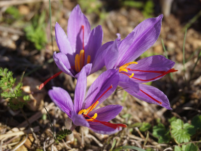 샤프란 사진 - Crocus sativus L. Photos