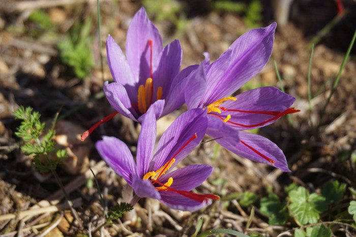 샤프란 - Saffron crocus, autumn crocus, Crocus sativus L.