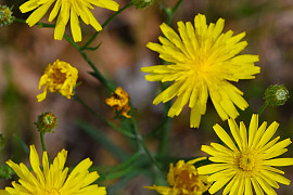 조밥나물 - Hieracium umbellatum L.