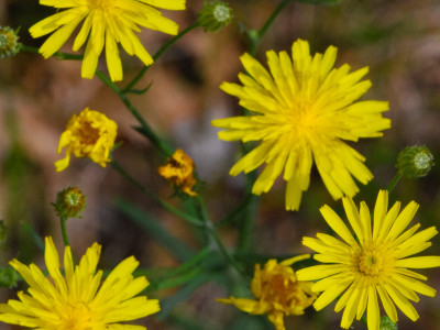 조밥나물 사진 - Hieracium umbellatum L. Photos