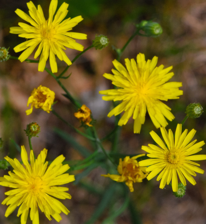 조밥나물 - Canada Hawkweed, Hieracium umbellatum L.