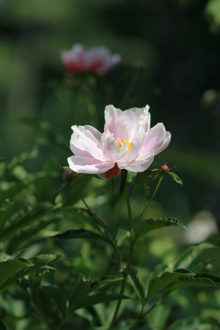 작약 - Chinese peony, Paeonia lactiflora Pall.