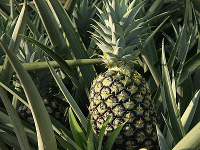 파인애플 사진 - Ananas comosus Photos