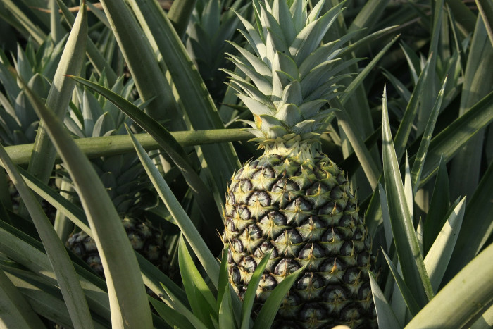 파인애플 - Pineapple, Ananas comosus