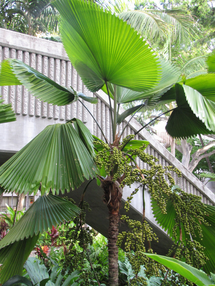 바누아트 부채야자 - Ruffled Fan Palm, Vanuatu Fan Palm, Palas Palm, Licuala grandis H.Wendl.