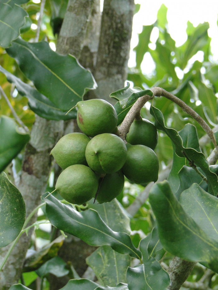마카다미아 터니폴리아 - small-fruited Queensland nut, Gympie nut, Macadamia ternifolia F.Muell.