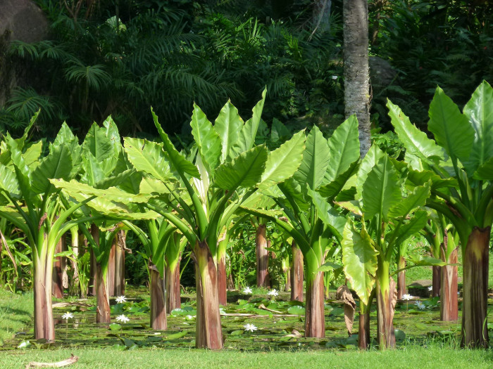 물바나나 - Water banana, Typhonodorum lindleyanum